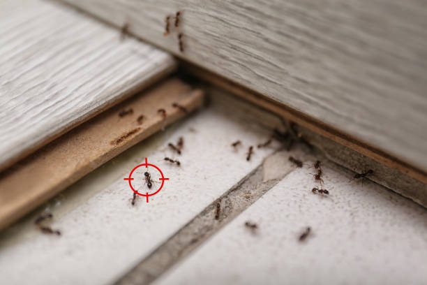 Trusted Cerro Gordo, IL Pest Control Experts